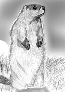 Groundhog live sketch